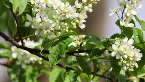 Ein-Baum-Mit-Weißen-Blüten-Steht-In-Voller-Blüte