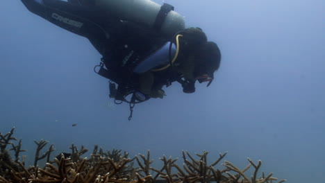 Tracking-shot-of-marine-biologist-diver-supervising-over-a-Staghorn-corals-nursery-in-the-dominican-republic