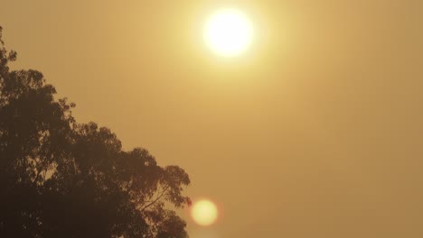 Sonnenaufgang-über-Einem-Großen-Gummibaum,-Große-Orangefarbene-Sonne,-Klarer,-Dunstiger-Himmel,-Vogel-Fliegt-Von-Links-Nach-Rechts,-Australien,-Victoria,-Gippsland,-Maffra