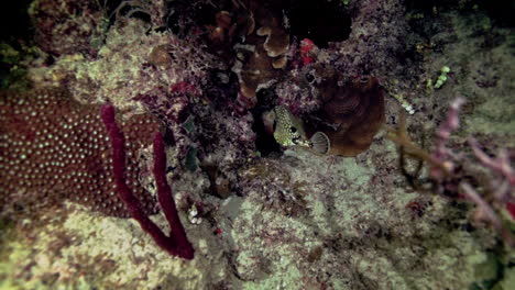 Slow-motion-shot-of-a-Smooth-Trunkfish-swimming-alone-in-the-Caribbean-Sea-at-night