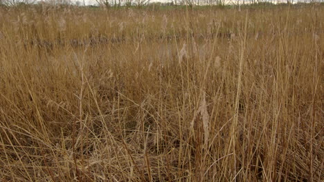 looking-through-the-reeds-with-the-river-Ant-in-background-at-Ludham-Bridge