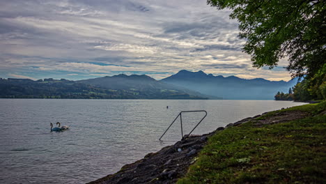 Timelapse-of-gooses-swiming-arround-in-the-Attersee-while-tourist-look-to-the-birds
