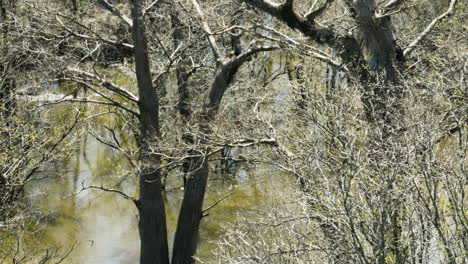 Leafless-Trees-At-The-Bell-Slough-State-Wildlife-Management-Area-In-Summer-In-Mayflower,-Arkansas,-USA
