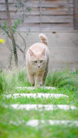 Eine-Rote-Katze-Leckt-Ihre-Pfote-In-Ihrem-Blumengarten