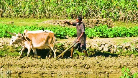 Farmer-Ploughing-Rice-Field-With-Traditional-Oxen-Pulled-Plough-In-Rural-Bangladesh---Wide-Shot
