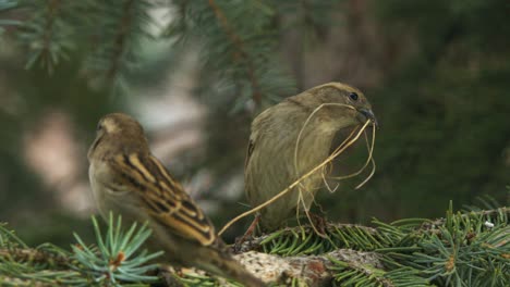 Male-Sparrow-brings-nesting-grass-to-his-mate-on-spruce-tree-branch