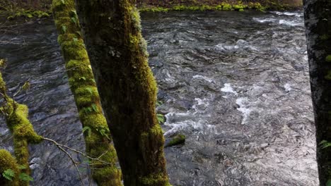 Majestic-view-of-flowing-Cedar-River-through-moss-trees-in-Washington-State