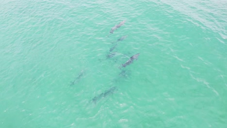 Aerial-view-of-a-group-of-dolphins