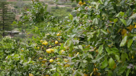 Lush-lemon-orchard-with-ripe-fruits-in-Mallorca