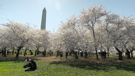 Menschen-Entspannen-Unter-Kirschblütenbäumen-In-Der-Nähe-Des-Washington-Monument