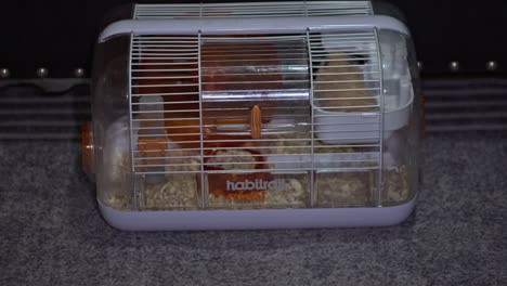 Small-adorable-funny-hamster-tries-to-escape-from-cage