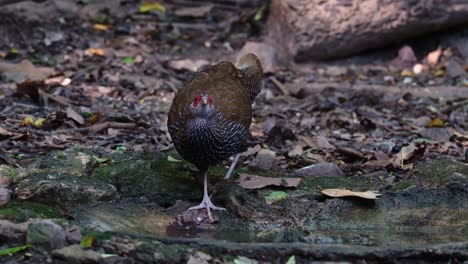 Trinkwasser-Mit-Dem-Rechten-Fuß-Nach-Vorne,-Gesehen-Tief-Im-Wald,-Kalij-Fasan-Lophura-Leucomelanos,-Weiblich,-Thailand