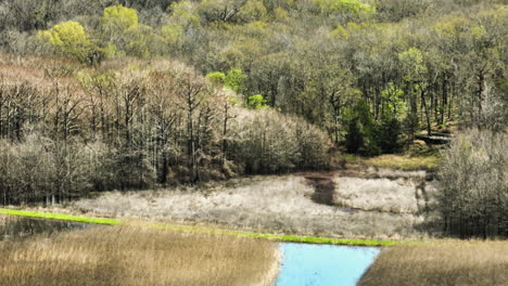 Thicket-Deciduous-Trees-And-Peatbogs-In-Bell-Slough-State-Wildlife-Management-Area,-Arkansas,-USA