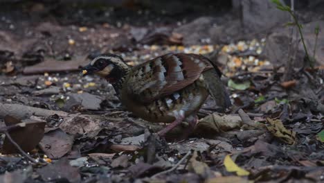 Camera-slides-from-right-to-left-revealing-this-bird-foraging-on-the-forest-ground,-Bar-backed-Partridge-Arborophila-brunneopectus,-Thailand