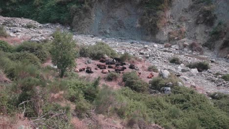 Eine-Gruppe-Von-Kühen,-Die-Mitten-In-Der-Natur-Mit-Bäumen,-Felsen,-Büschen-Und-Dem-Beginn-Der-Berge-Liegen