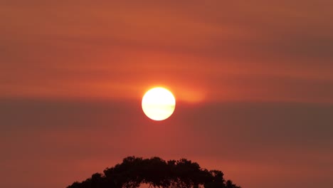 Big-Bright-Sun-Over-Gum-Trees-Red-Orange-Sky-Birds-Fly-Across-Sunset-Australia-Victoria-Gippsland-Maffra
