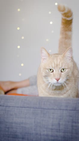 A-beautiful-red-and-white-cat-walks-on-his-gray-sofa,-he-comes-towards-the-camera