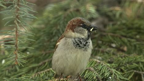 Adorable-little-Sparrow-in-tree-has-grass-in-beak-for-nesting-material