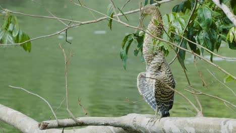Tigerreiher-Einsamer-Barkehlreiher---Tigrisoma-Mexicanum---In-Costa-Rica-Im-Corcovado-Nationalpark