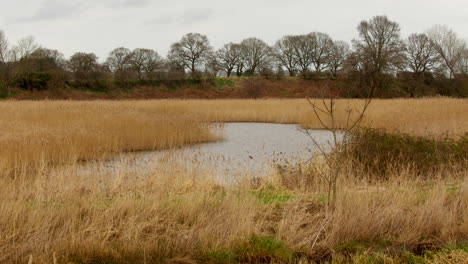 wide-shot-of-a-Reed-wetland-nature-reserve-with-trees-in-background-next-to-the-river-Ant-near-Ludham-Bridge