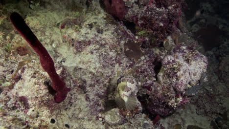Balloonfish-flapping-a-Red-Tubular-Sponge-in-the-Caribbean-Sea-as-is-being-pulled-by-the-underwater-current
