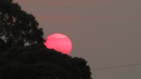 Big-Pink-Sun-Behind-Gum-Trees-Sunset-Australia-Victoria-Gippsland-Maffra