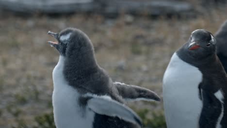 Eselspinguinbaby-Läuft-In-Zeitlupe-Auf-Der-Isla-Martillo,-Ushuaia,-Argentinien