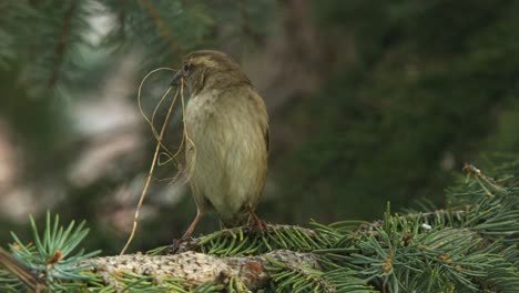 Close-up:-Sparrow-in-spruce-tree-collects-grass-for-nesting-material