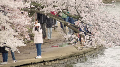 Los-Turistas-Caminan-Bajo-Los-Cerezos-En-Flor-El-Día-De-La-Primavera-En-Washington-DC.