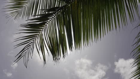 Sonne-Scheint-Durch-Die-Palmenblätter-In-Barbados