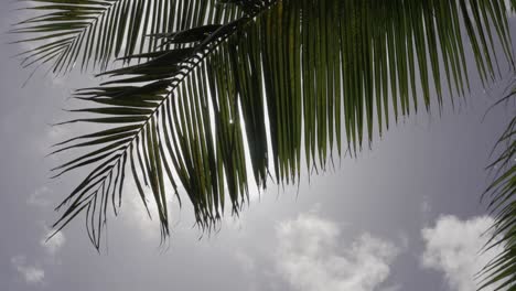 Sun-shines-through-the-palm-leaves-in-Barbados