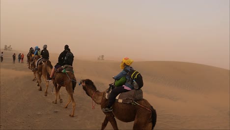 Camello-Caminando-Por-El-Desierto-En-Grupo-De-Turistas