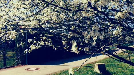 Apple-trees-in-blossom-in-Freudental,-a-Village-in-the-South-of-Germany-in-the-warm-spring-sun