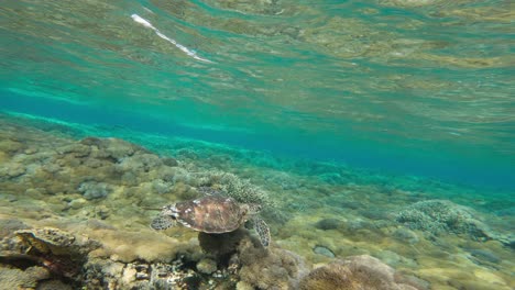 Echte-Karettschildkröte-Schwimmt-über-Einem-Korallenriff