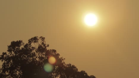 Amanecer-Brillante-Naranja-Sol-Brumoso-Cielo-Despejado-Grande-Alto-árbol-De-Goma-Timelapse-Australia-Victoria-Gippsland-Maffra