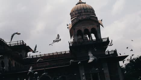 Flock-Of-Pigeons-Flying-Near-Albert-Hall-Museum-In-Jaipur