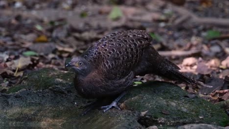 A-female-facing-left-while-drinking-water-as-seen-deep-in-the-forest,-Grey-peacock-pheasant-Polyplectron-bicalcaratum,-Thailand