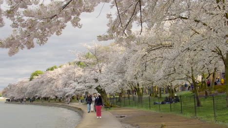Menschen-Machen-Fotos-Unter-Den-Kirschblütenbäumen-Im-Tidal-Basin-In-Washington,-D.C.