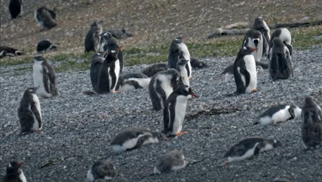 Gentoo-penguins,-King-penguin-and-magellanic-penguins-in-Isla-Martillo,-Ushuaia