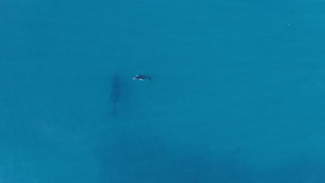 Whale-and-Calf-Swimming-Together,-Turquoise-Tropical-Ocean,-Dominican-Republic,-Top-Down-Drone-Shot