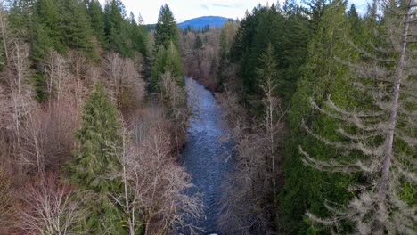 Scenic-Aerial-view-of-flowing-Cedar-River-through-forest-with-mountain-in-the-background-in-Washington-State