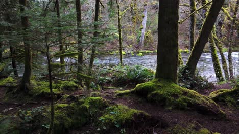 Majestuosa-Toma-De-Bosque-De-Musgo-Con-Río-Cedar-En-El-Estado-De-Washington