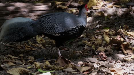 In-Den-Frühen-Morgenstunden-Beim-Futtersuchen-Auf-Dem-Boden-Im-Wald-Gesehen,-Kalij-Fasan-Lophura-Leucomelanos,-Thailand