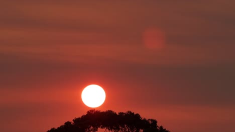 Big-Bright-Sun-Over-Gum-Trees-Deep-Red-Orange-Sky-Birds-Fly-Across-Sunset-Australia-Victoria-Gippsland-Maffra