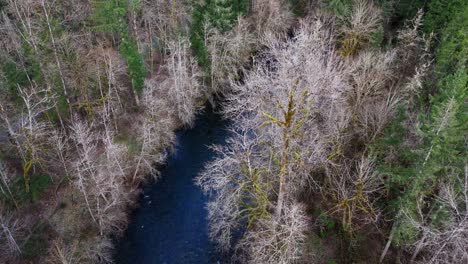 Wunderschöne-Aussicht-Auf-Den-Cedar-River-Und-Die-Waldlandschaft-Im-Bundesstaat-Washington