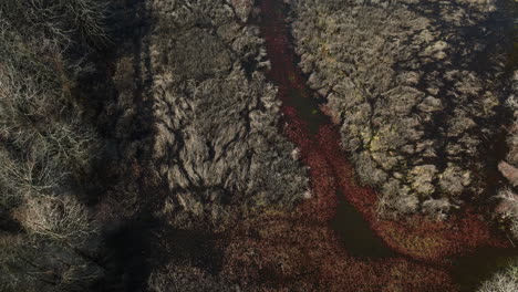 Bosques-Y-Humedales-En-La-Naturaleza-Protegida-Del-área-De-Manejo-De-Vida-Silvestre-Del-Estado-De-Bell-Slough-En-Arkansas,-EE.UU.