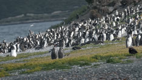 Huge-group-of-penguins-in-Isla-Martillo,-Ushuaia