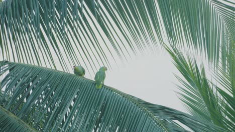 Yellow-Napped-Amazon-parrots-perched-on-a-branch-in-Costa-Rica