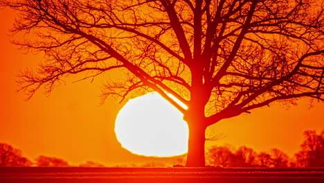 Time-lapse-of-the-sun-rising-behind-the-silhouette-of-a-large-tree