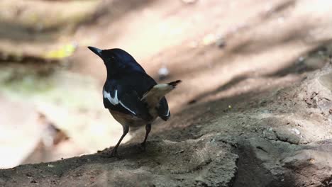 Facing-to-the-right-while-seen-under-the-shade-protected-from-the-summer-sun,-Oriental-Magpie-Robin-Copsychus-saularis,-Thailand